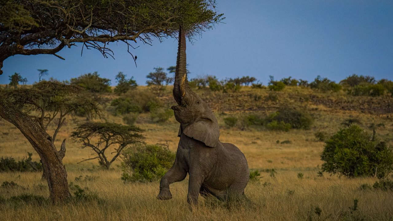 Elephant reaching for acacia tree branch