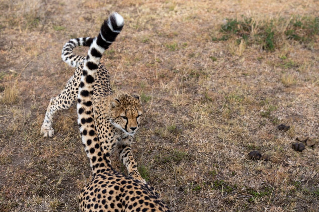 Cheetah runs at vehicle