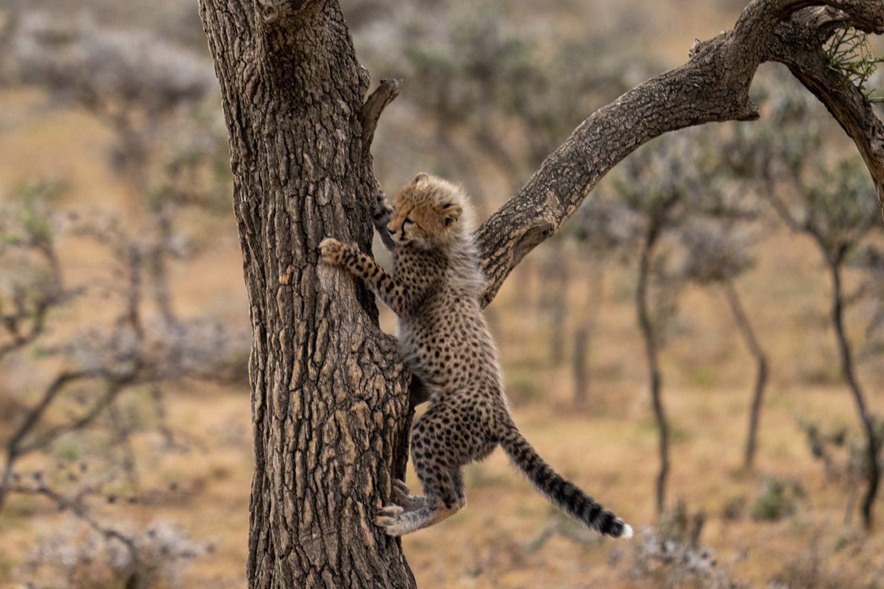 Cheetah Cub climbing tree