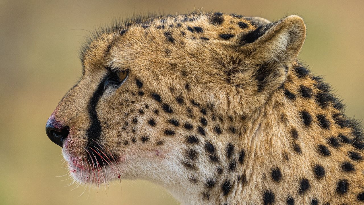 Profile of Cheetah