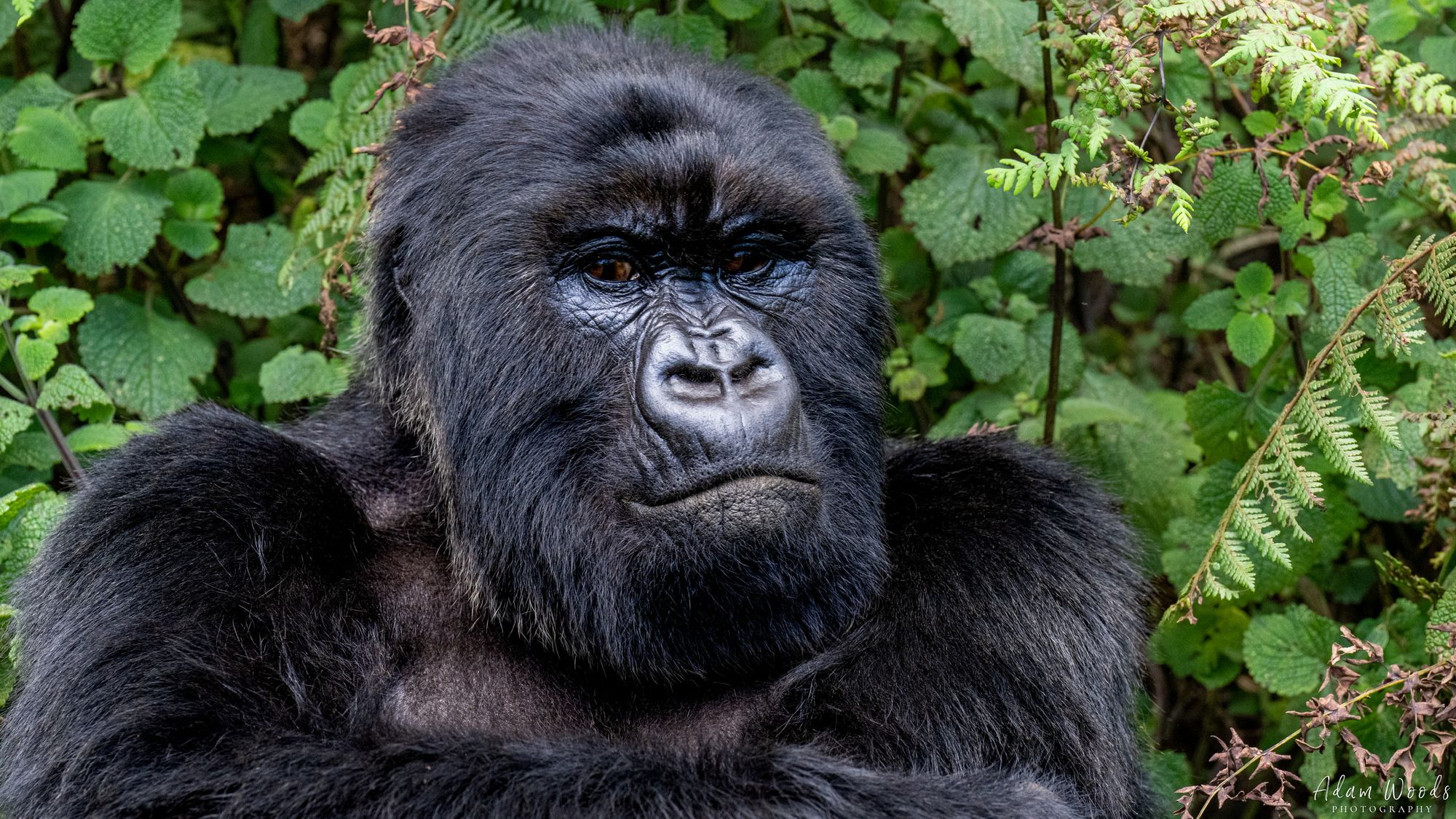 Grumpy Mountain Gorilla