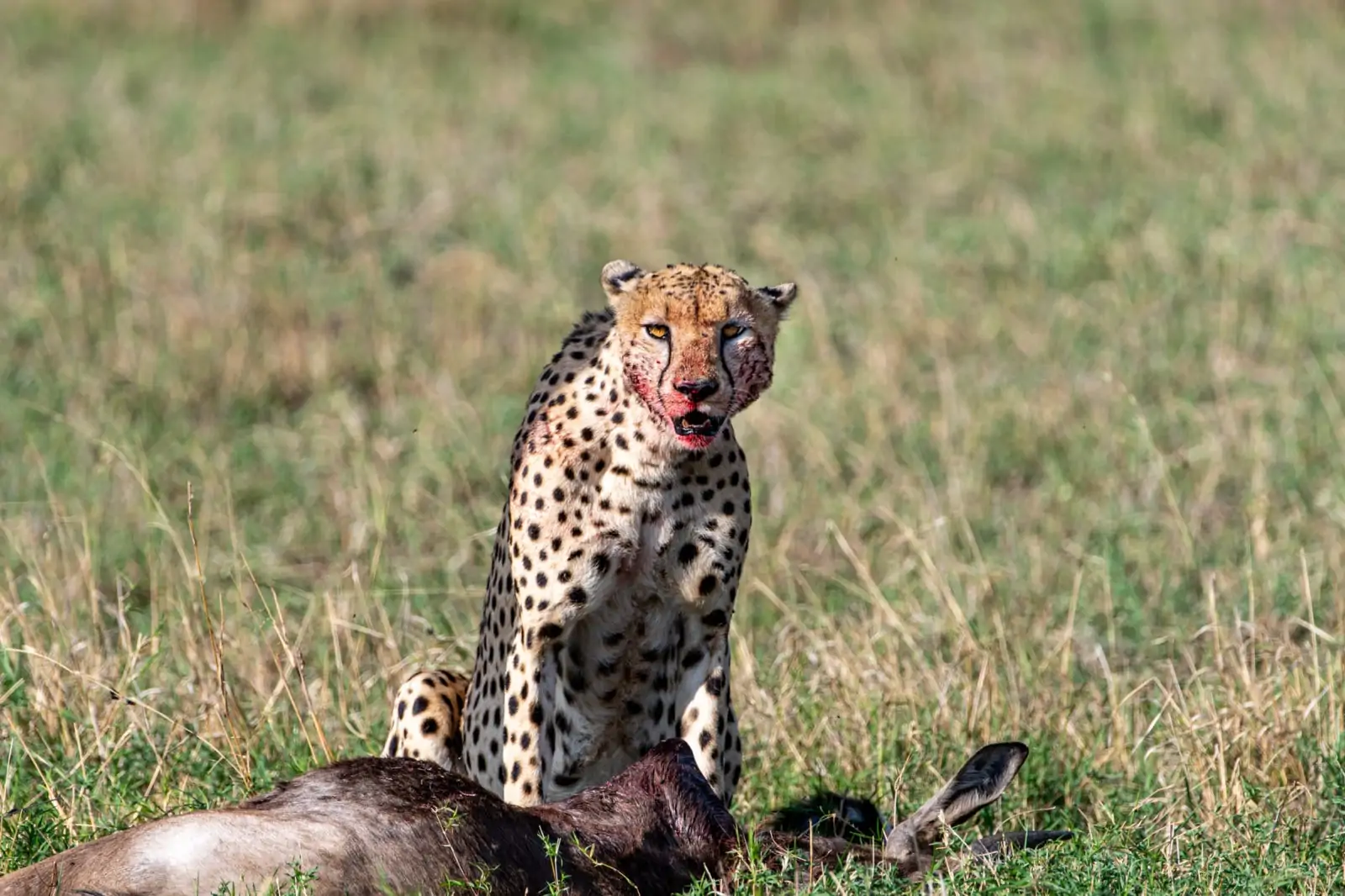 Cheetah with Wildebeest Kill