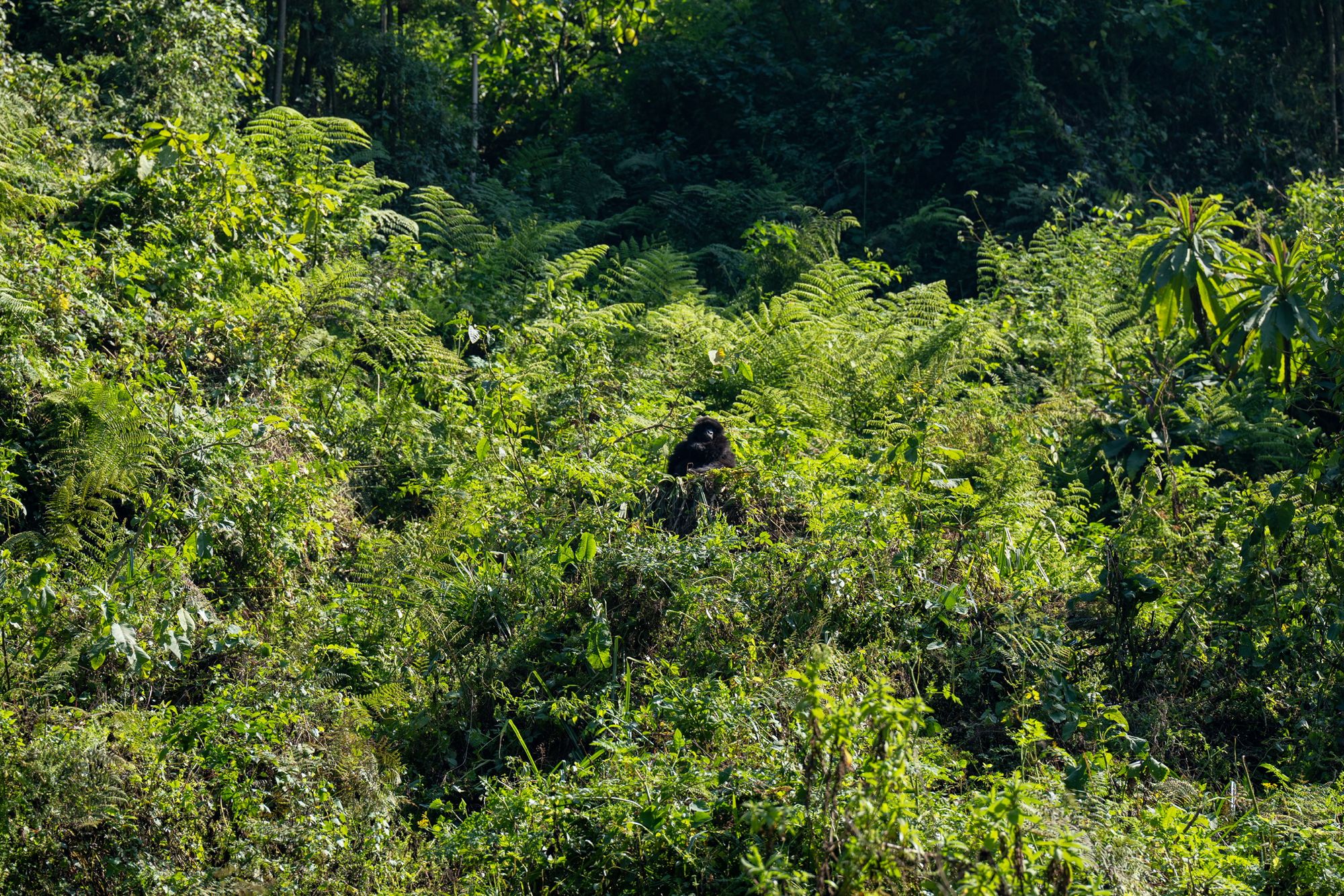 Gorilla in Jungle