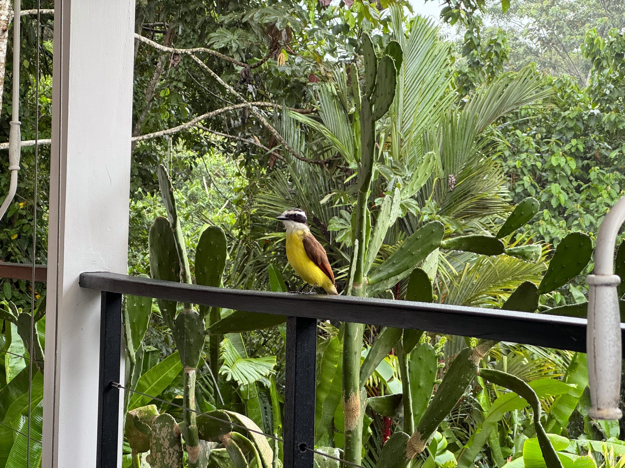 Return to Nayara Springs, Costa Rica
