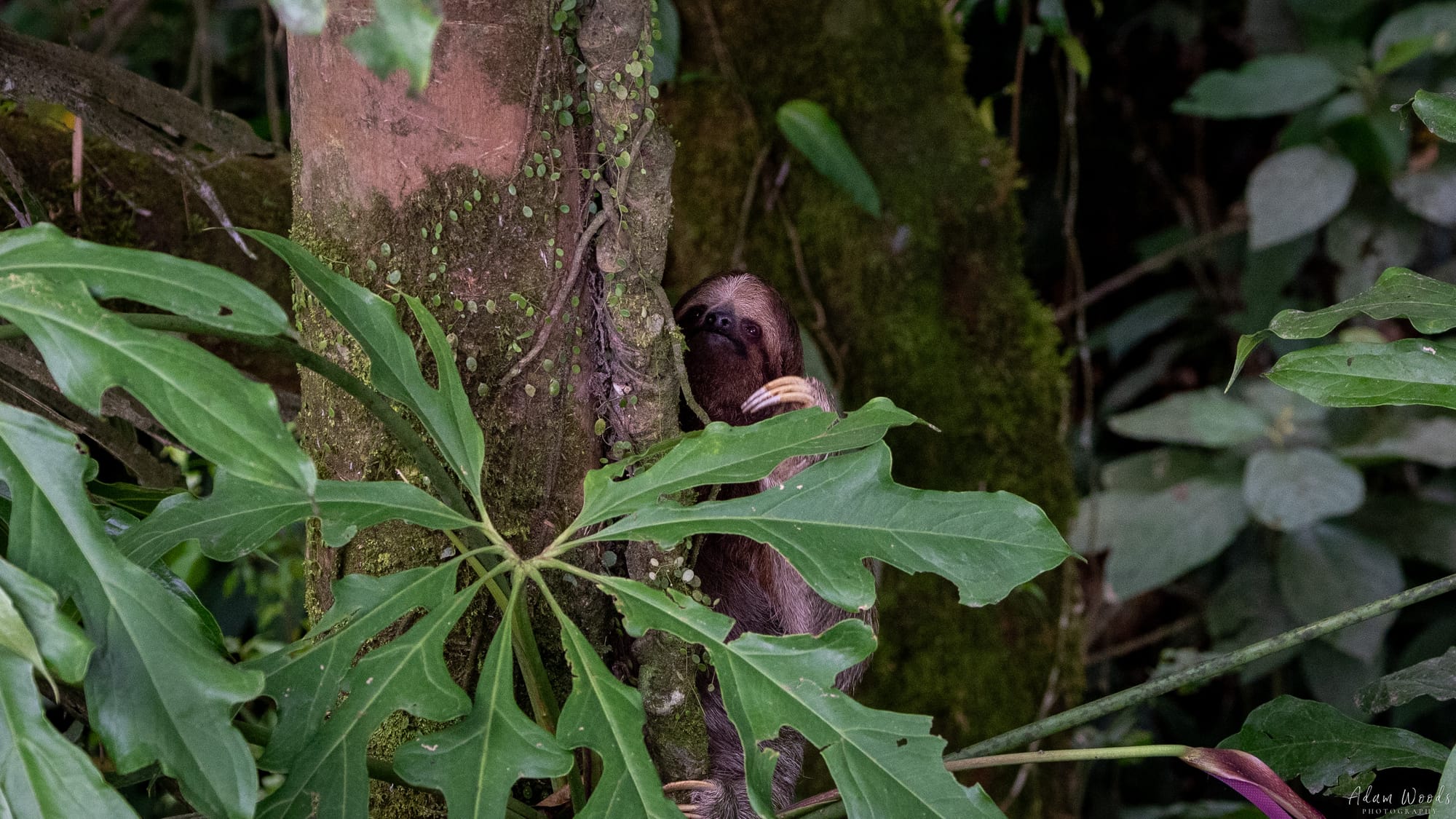 Sloth at Nayara Springs