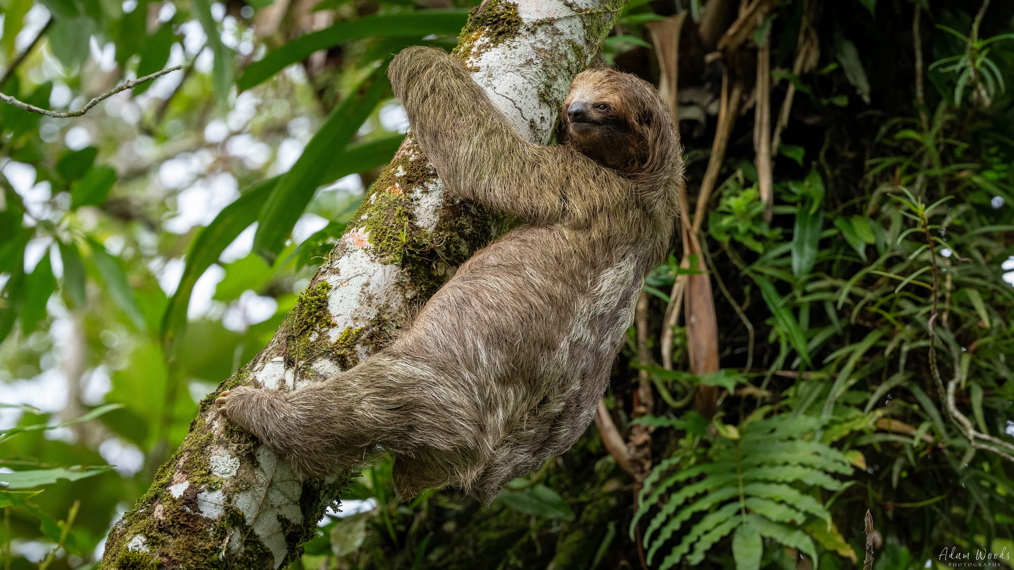 More Sloths!