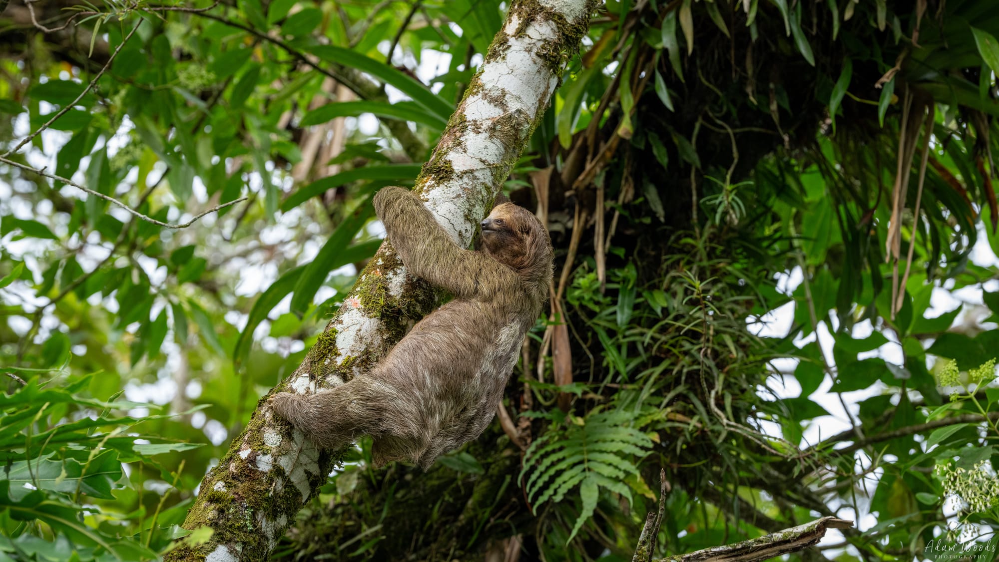 More Sloths!