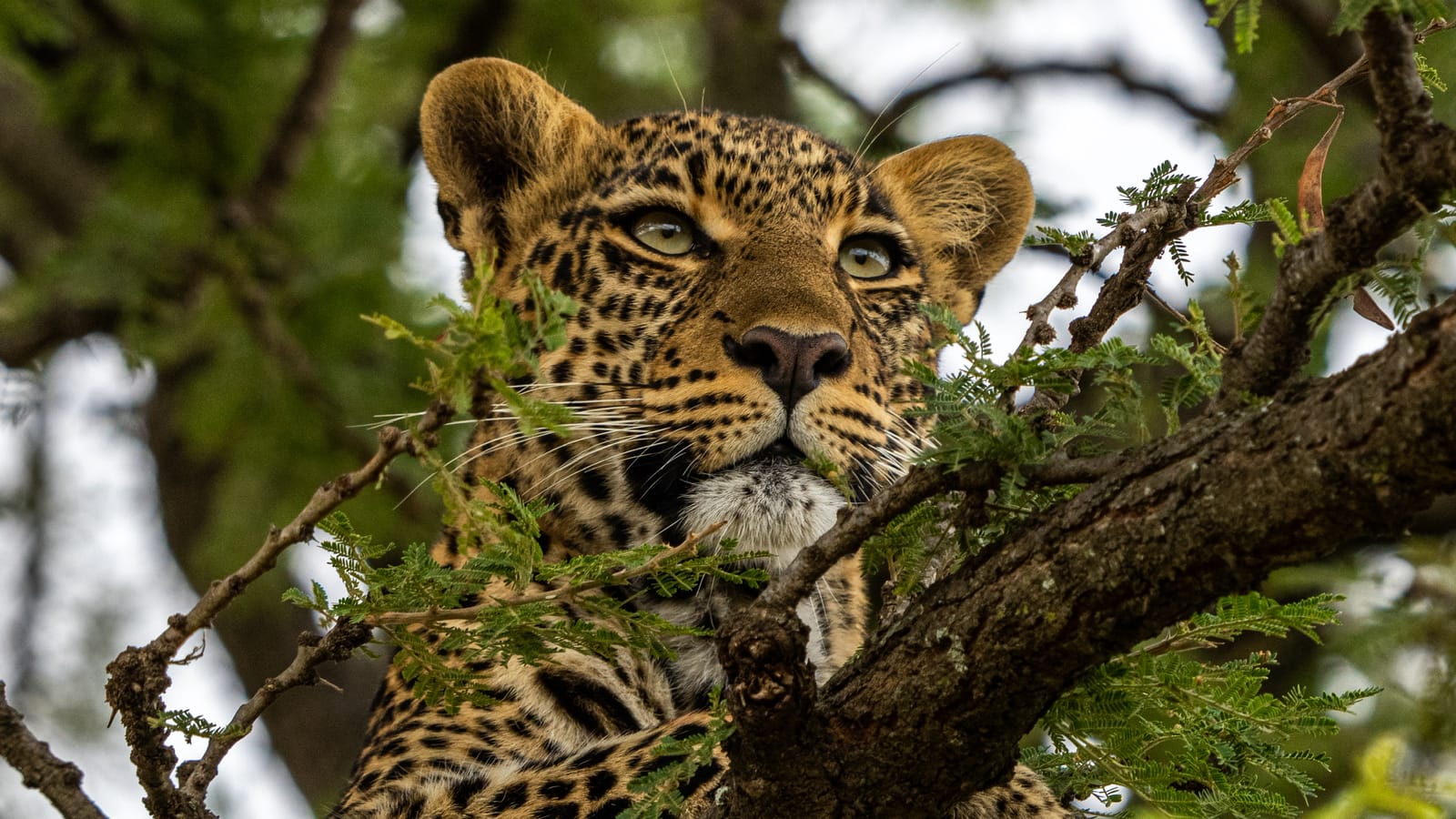 Kenya: Cheetahs and Leopard