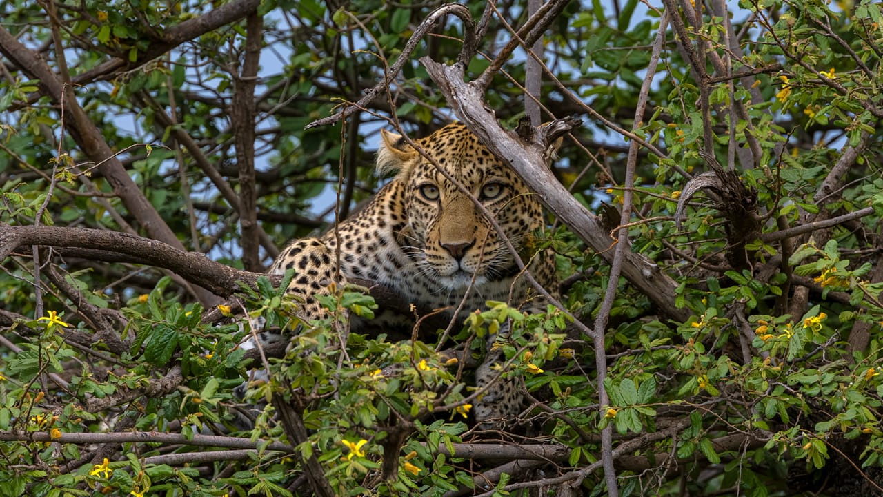 Tanzania Safari Part 3: The Serengeti