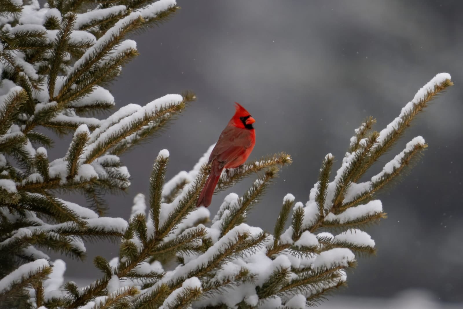 A Winter Cardinal