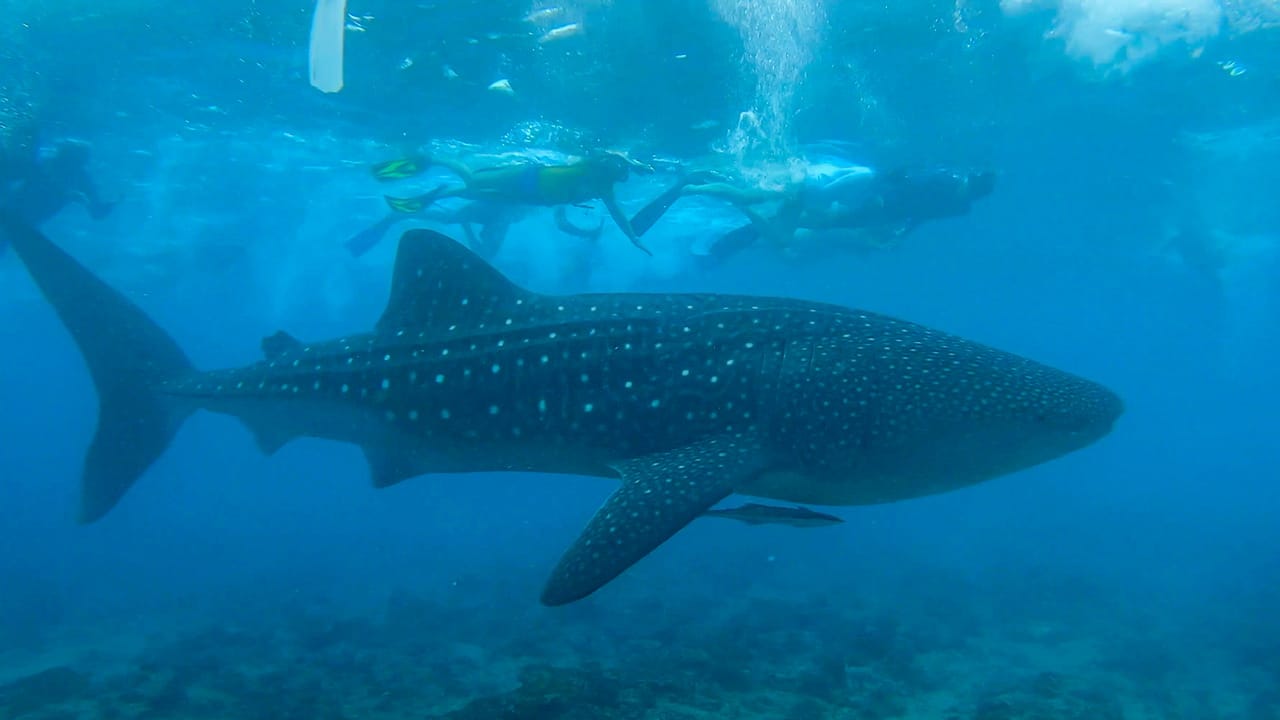 Snorkeling with Whale Shark in Maldives