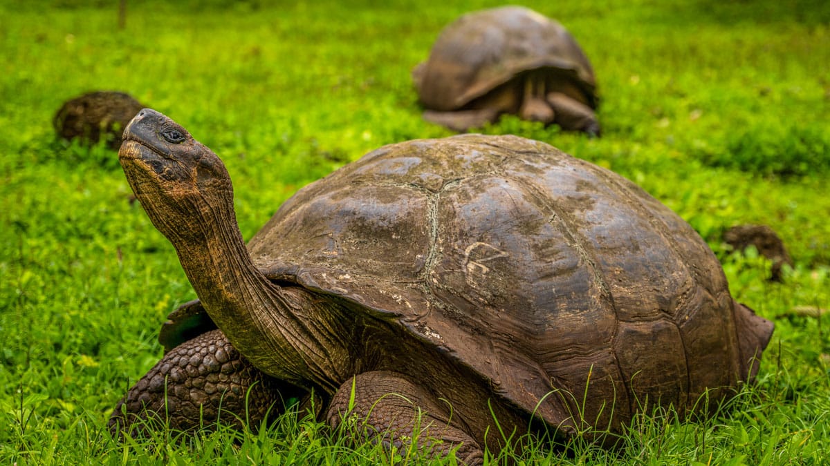Galápagos Trip: Giant Tortoises and Lava Tubes