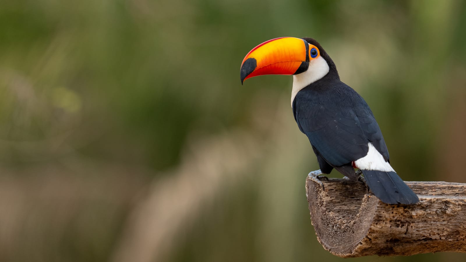 Toco Toucans