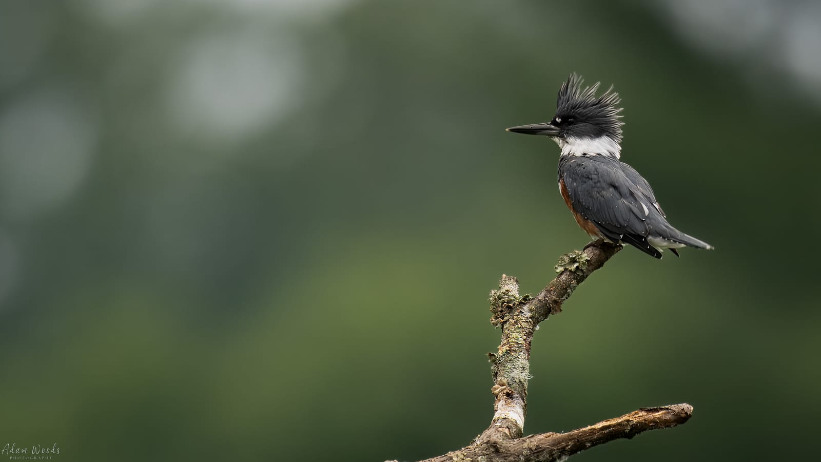 Belted Kingfisher