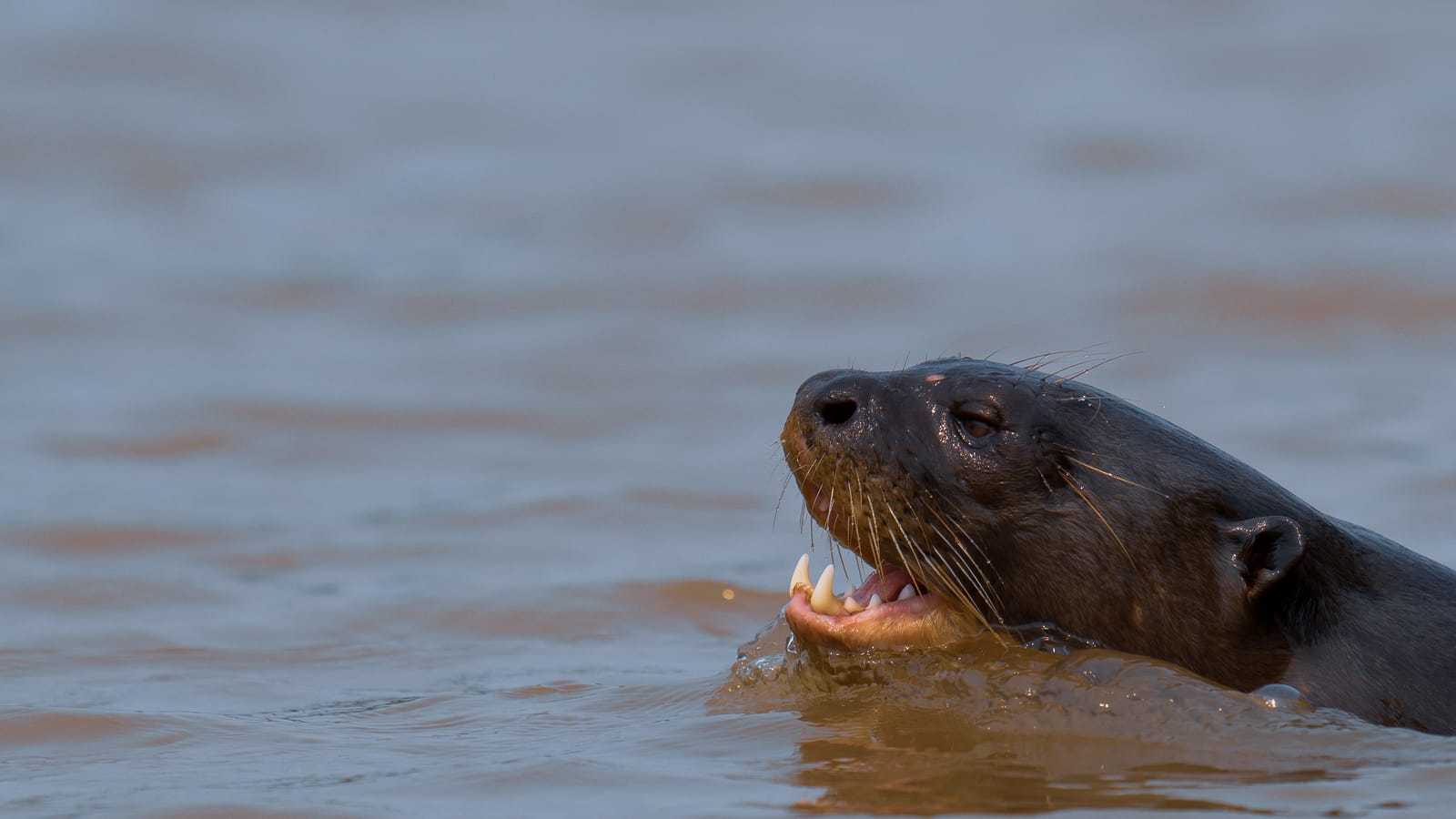 Otters, Capybara, Caiman, and More