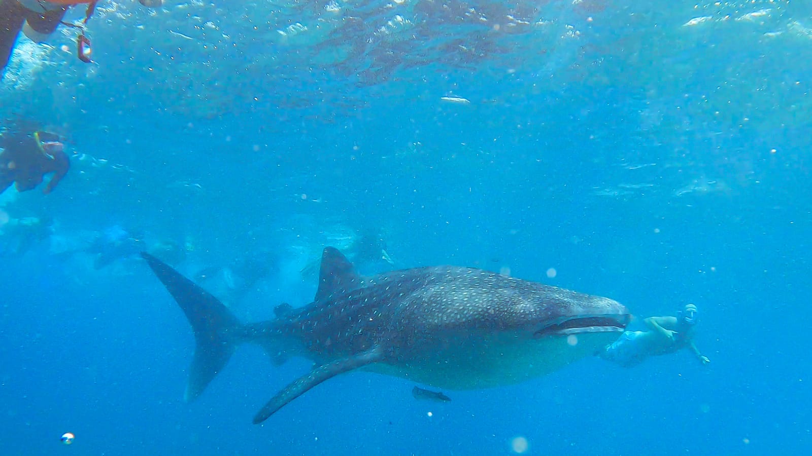 Snorkeling with Whale Shark in Maldives