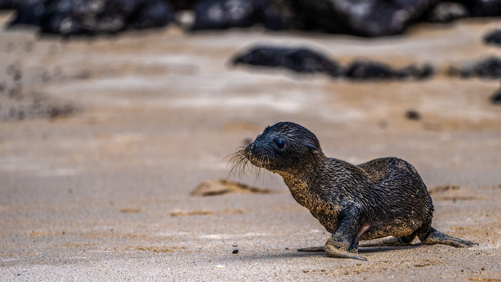 Galápagos Trip: Santa Fe