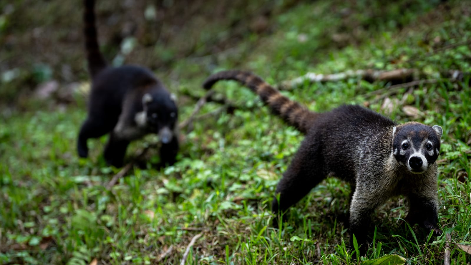 Coatis in Costa Rica