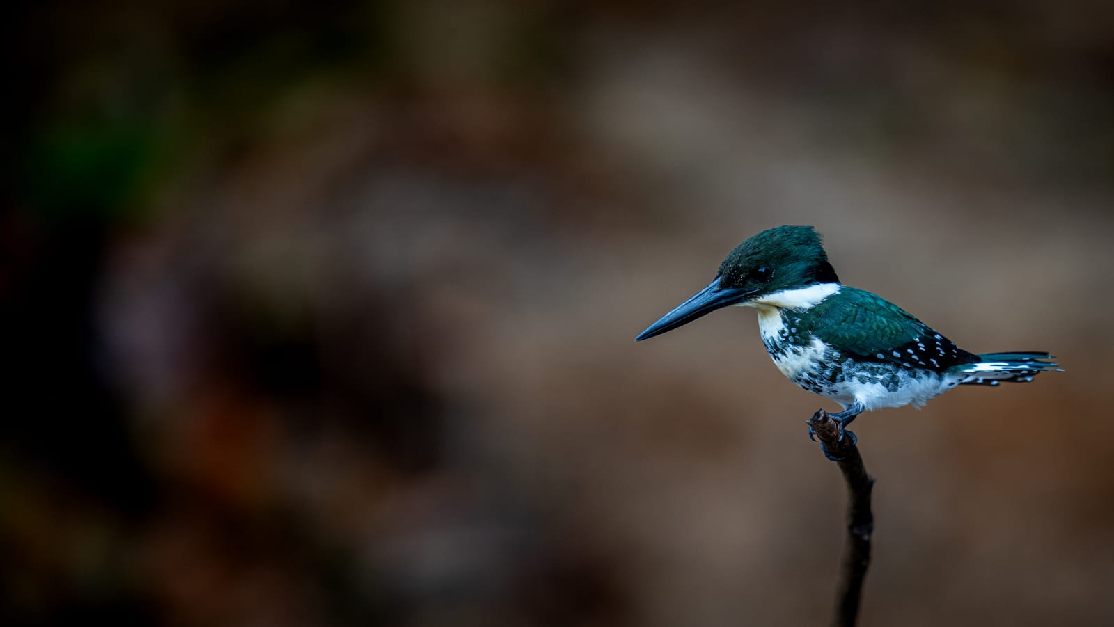 Kingfishers at Cano Negro