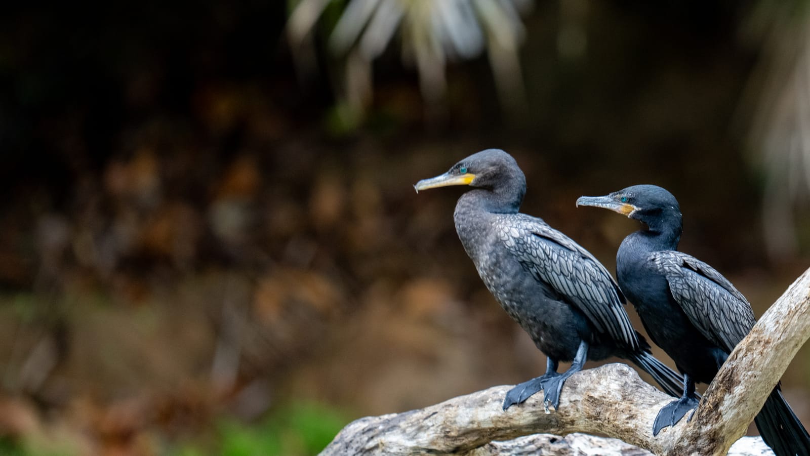 Birds at Cano Negro