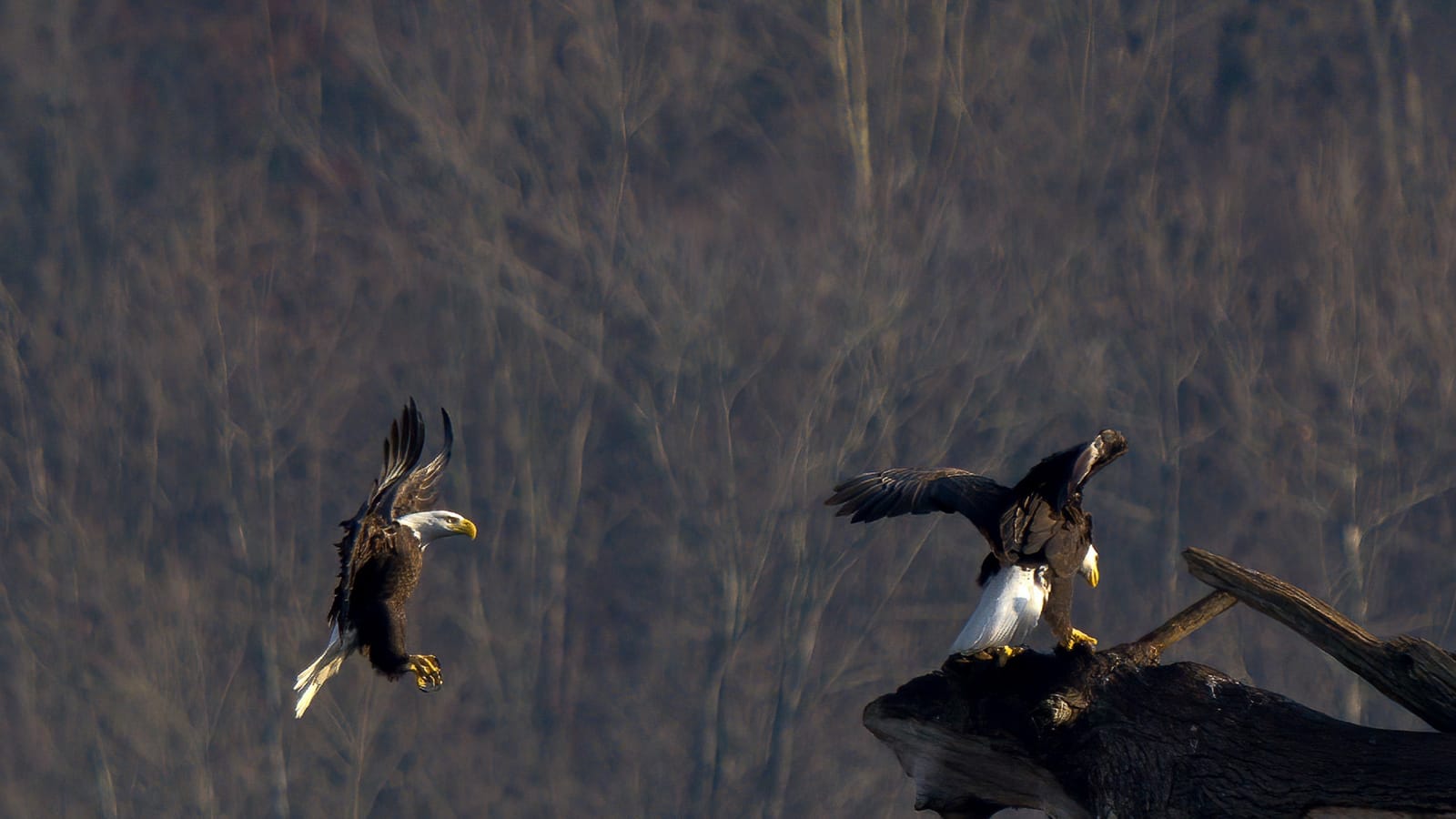 Bald Eagles at Conowingo Dam