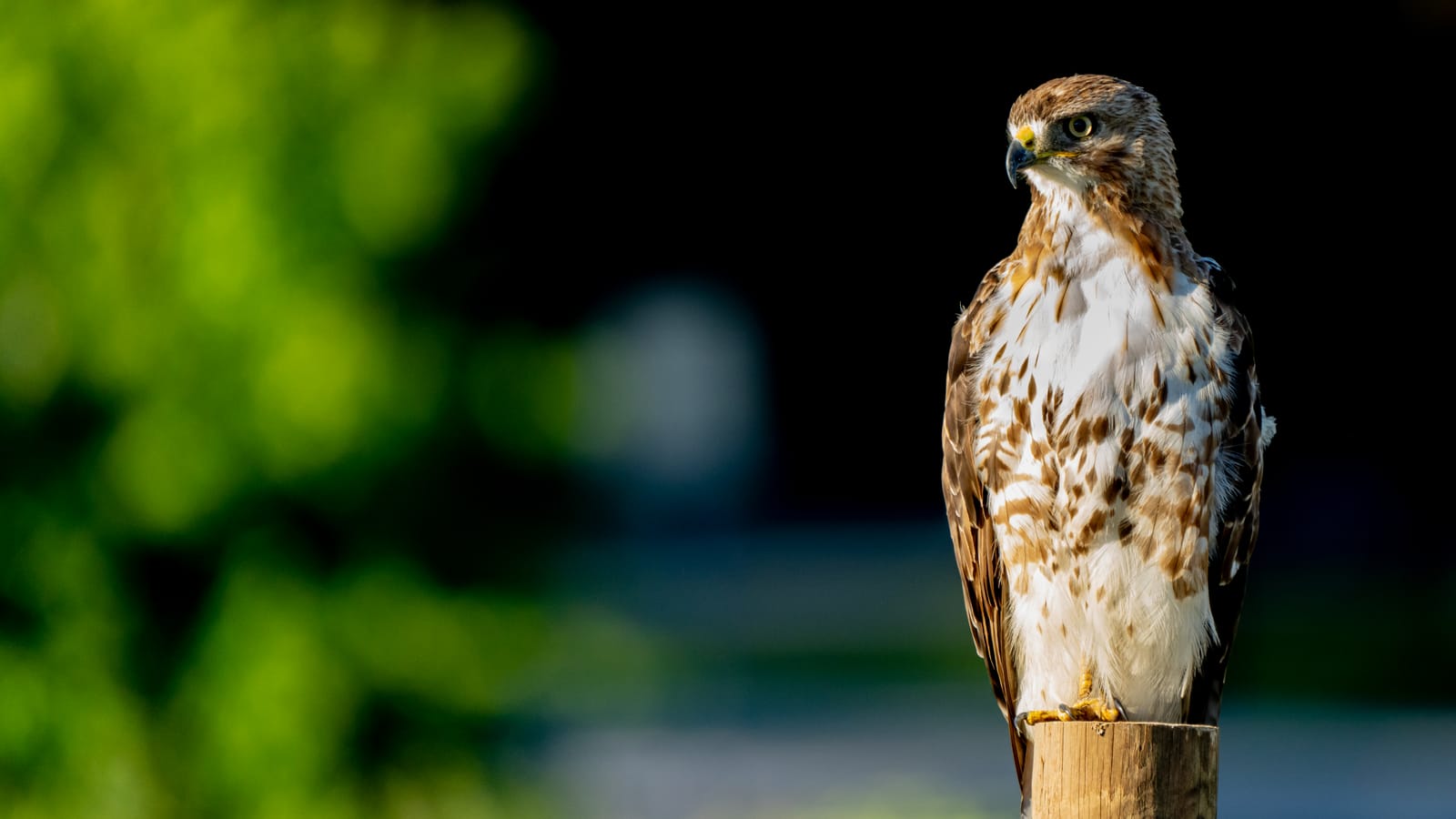 Red-tailed Hawk