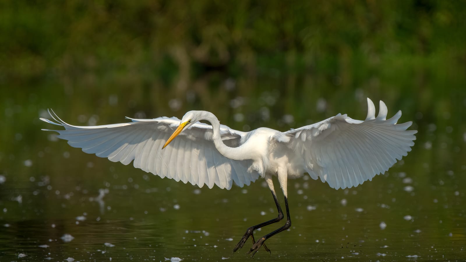 Great Egret