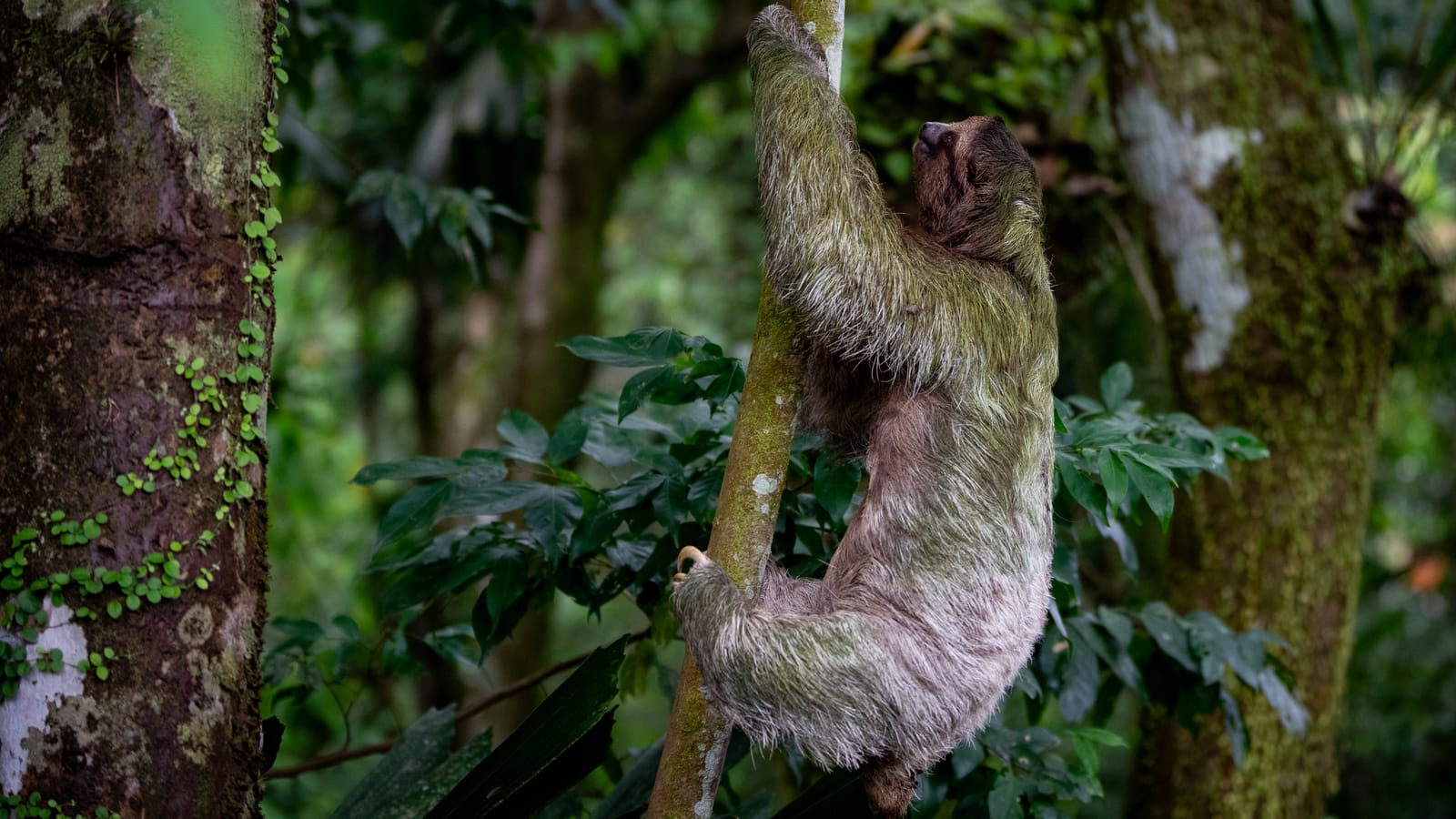 Sloth at Nayara Springs