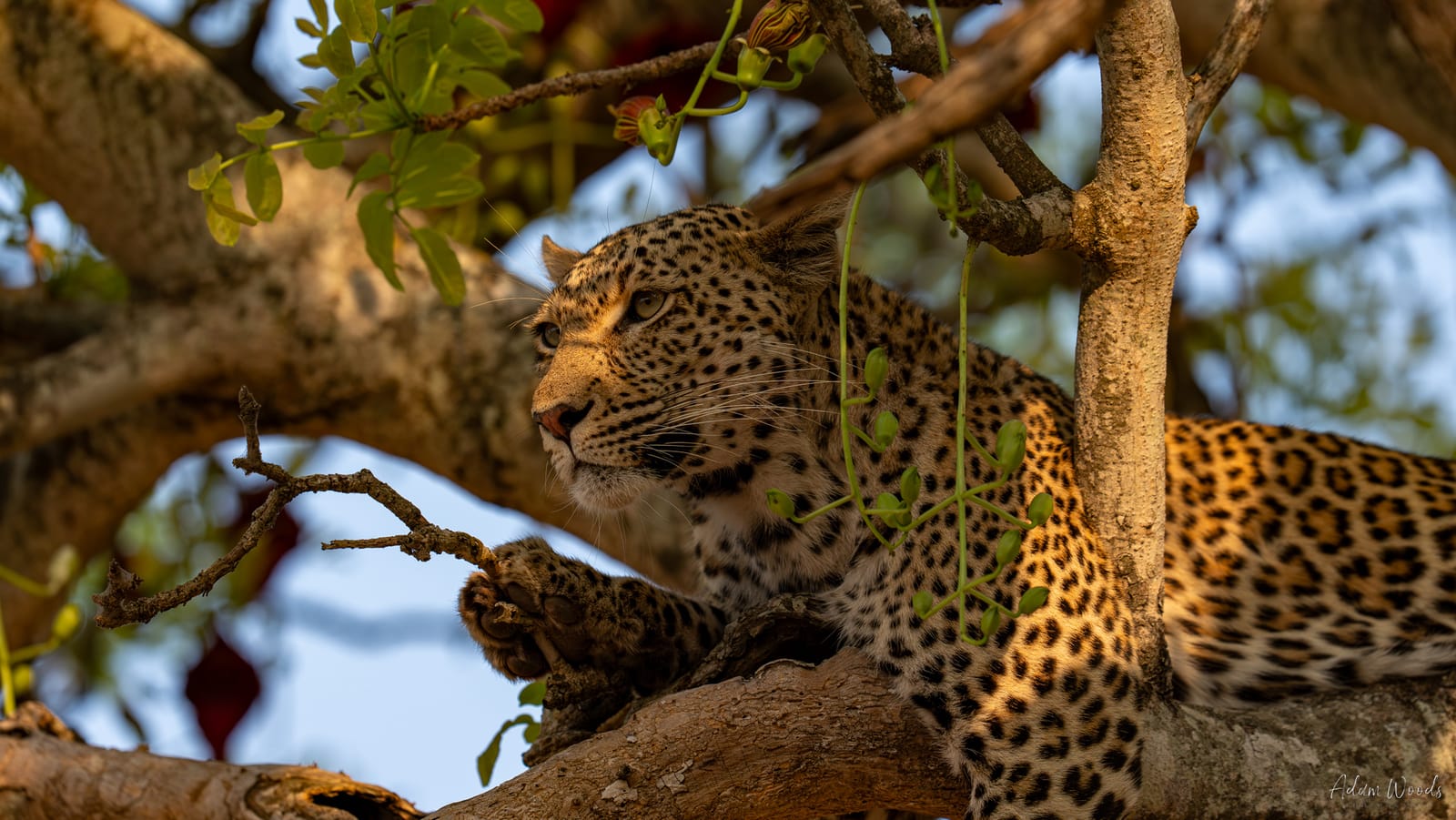 Mala Mala: Game Drive 2