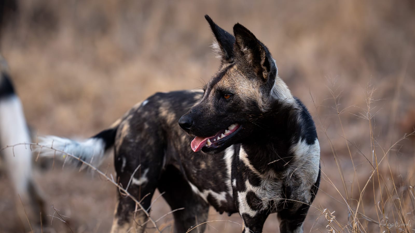 Mala Mala: Game Drive 7