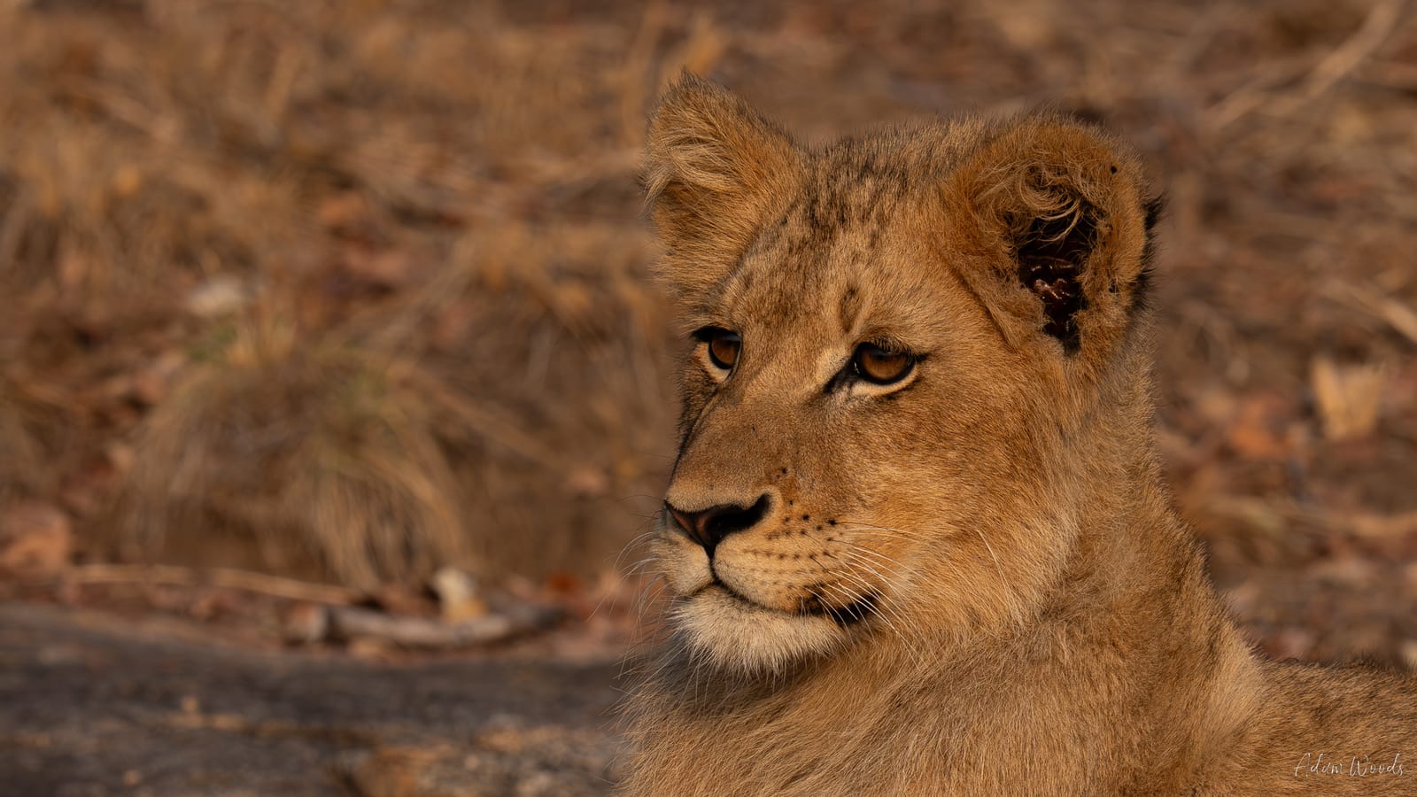Mala Mala: Game Drive 9