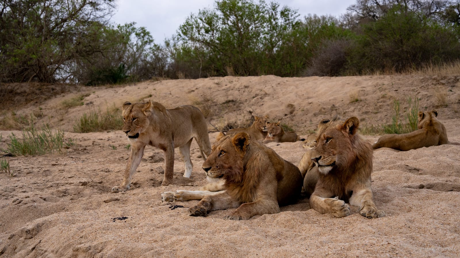 Mala Mala Game Drive 3