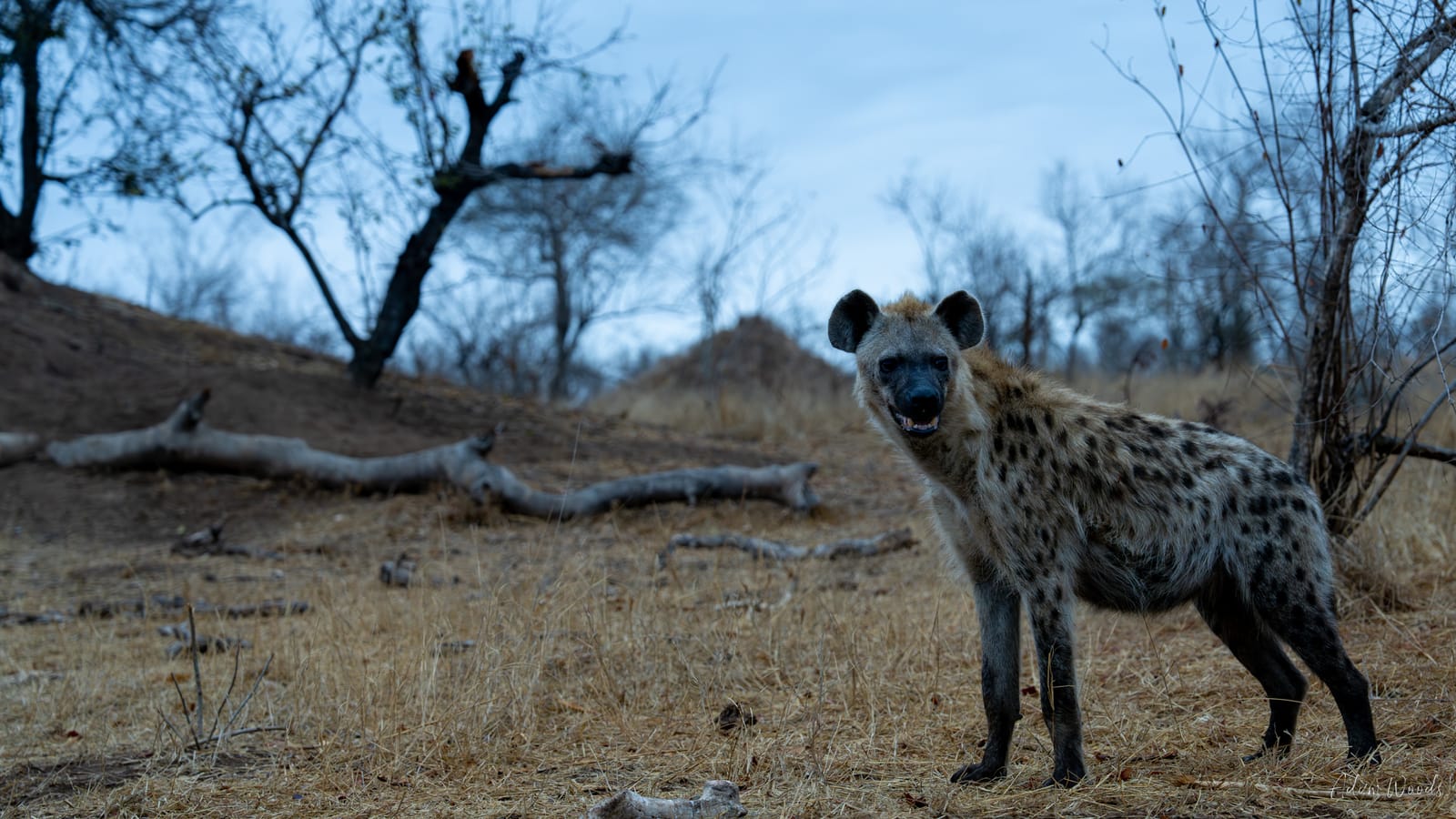Mala Mala: Game Drive 4