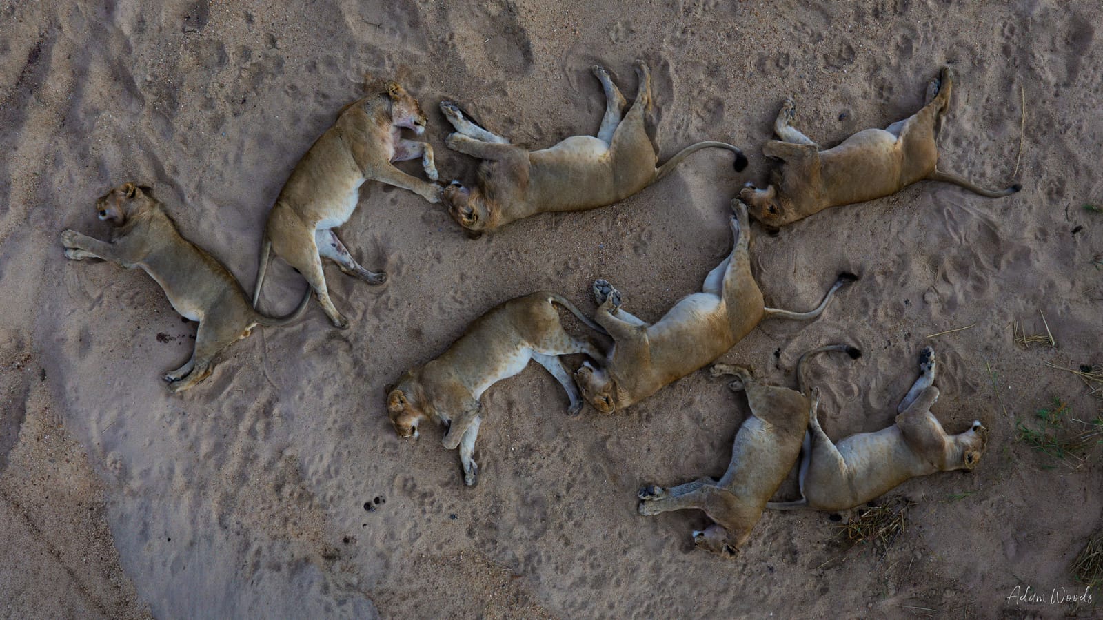 Mala Mala: Game Drive 6