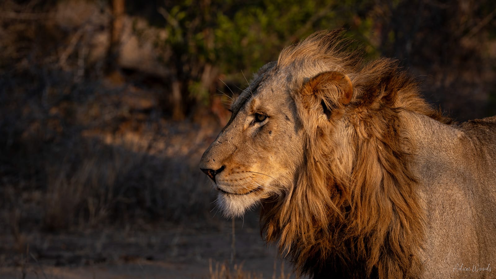 Mala Mala: Game Drive 1