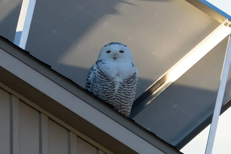 Snowy Owl Sighting!