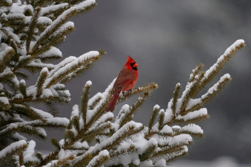 A Winter Cardinal