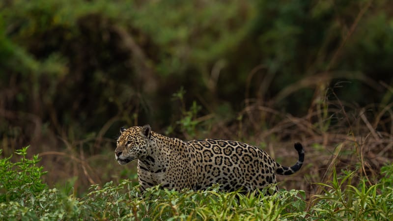 Jaguars of Brazil