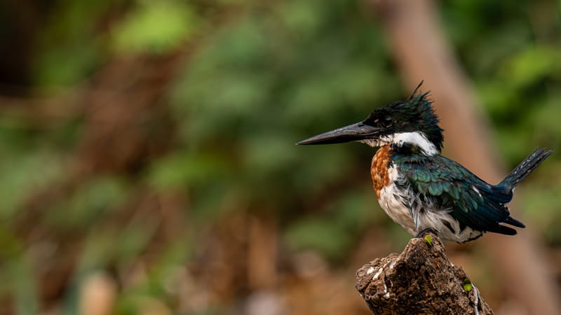 Birds of the Pantanal