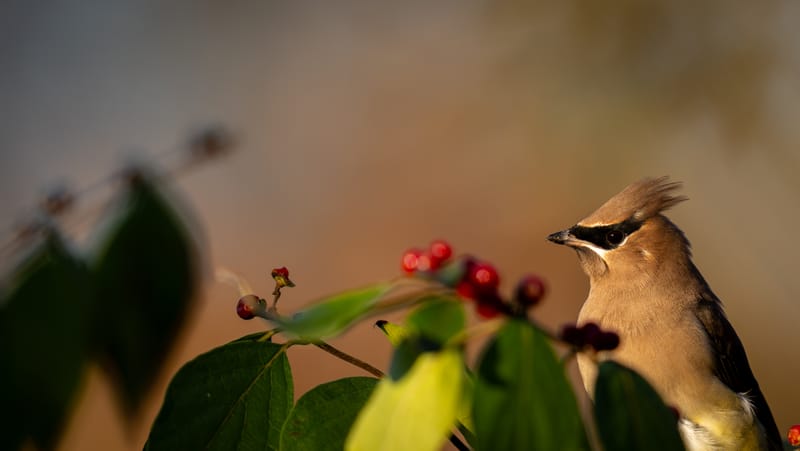 Cedar Waxwings