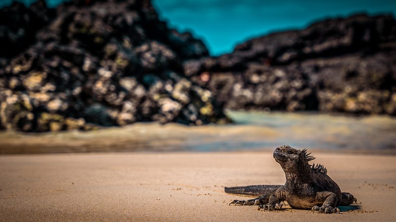 Galápagos Trip: North Seymour and Bachas Beach