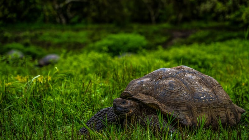 Galápagos Trip: Giant Tortoises and Lava Tubes