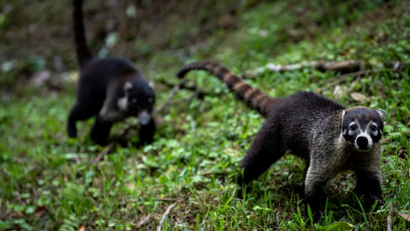 Coatis in Costa Rica