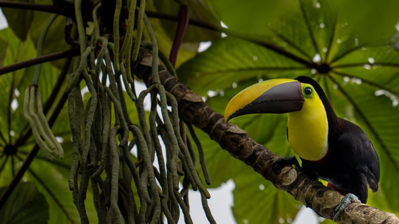 An Armadillo, Monkey, and Toucans at Nayara Springs