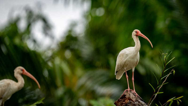 Ibis and Anhinga at Cano Negro