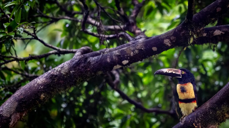 Arenal Observatory Bird Tour