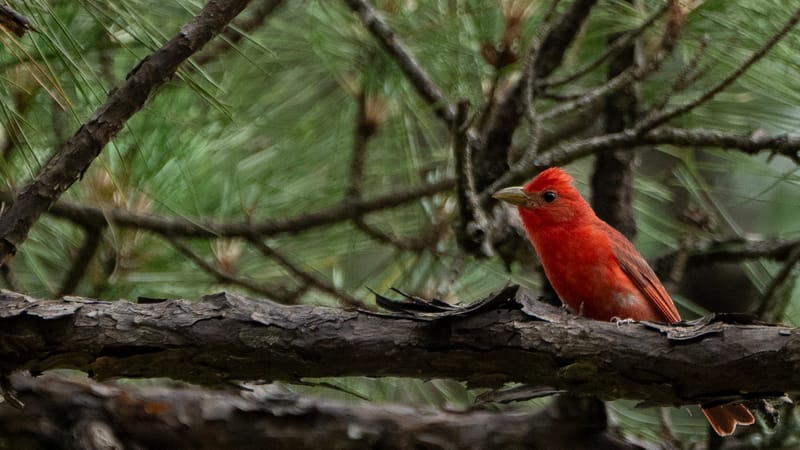 Silver Bluff Audubon Center and Sanctuary