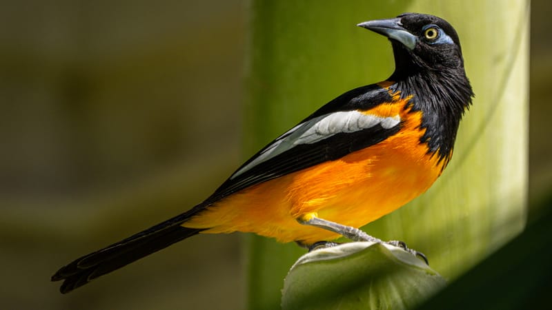 Birding in Aruba