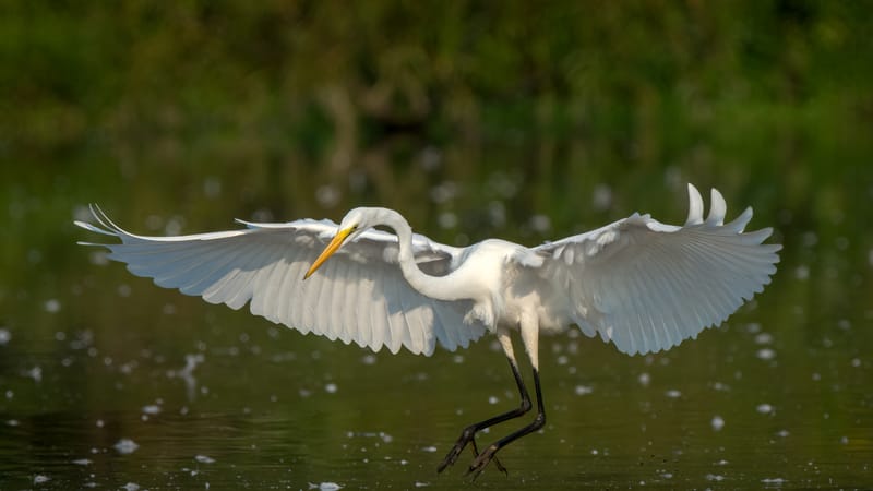 Great Egret