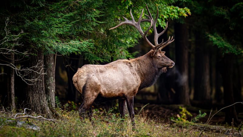 Elk in Benezette